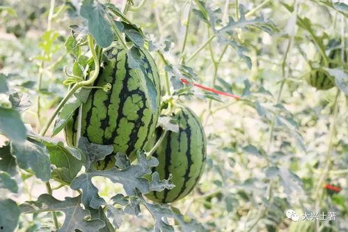 网红最新吃瓜,揭秘娱乐圈幕后真相