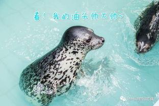 今日动物爆料新闻,今日动物爆料新闻聚焦奇闻异事  第3张